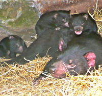 East Coast Natureworld - Grafton Accommodation