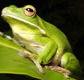 The Rainforest Habitat - Grafton Accommodation