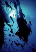 Scuba World - Grafton Accommodation 0