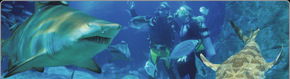 Scuba World - Grafton Accommodation 1