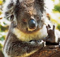 Gorge Wildlife Park - Grafton Accommodation
