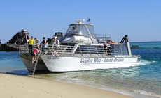 Dolphin Wild - Grafton Accommodation 2