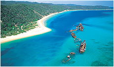Dolphin Wild - Grafton Accommodation 3