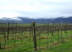 Kinloch Wines - Grafton Accommodation 0