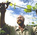 Barossa Experience Tours - Grafton Accommodation