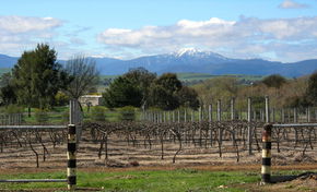 Buller View Wines - Grafton Accommodation 0
