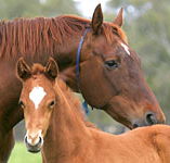 Blue Gum Farm