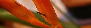 Zen Day Spa - Grafton Accommodation 0