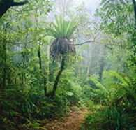 Lamington National Park and OReillys