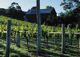 Goona Warra Vineyard - Grafton Accommodation 1