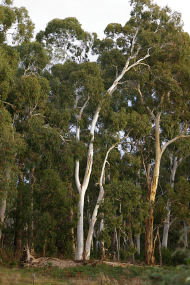 Heysen - The Cedars - Grafton Accommodation 2