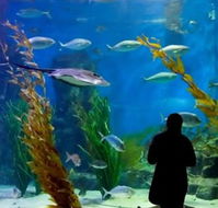 Melbourne Aquarium - Grafton Accommodation