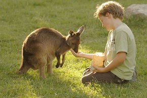Cleland Wildlife Park - Grafton Accommodation 4