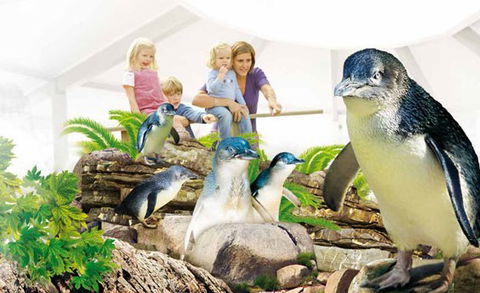 Manly SEA LIFE Sanctuary - Grafton Accommodation 1