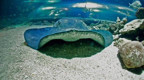 Manly SEA LIFE Sanctuary - Grafton Accommodation 3