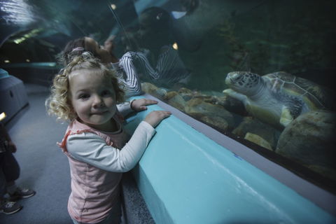 Manly SEA LIFE Sanctuary - Grafton Accommodation 4