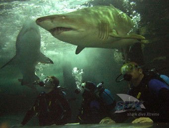 Manly SEA LIFE Sanctuary - Grafton Accommodation 5