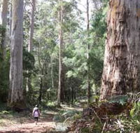 Warren River Loop Walk - Grafton Accommodation