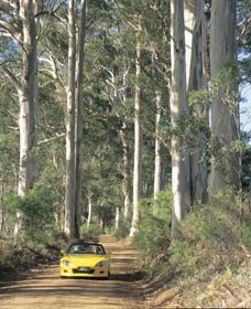Scotsdale Tourist Drive - Grafton Accommodation 0