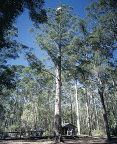 Quinninup WA Grafton Accommodation