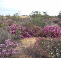 Reynoldson's Flora Reserve - Grafton Accommodation