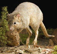Kanyana Wildlife - Grafton Accommodation