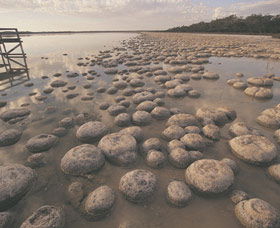 Yalgorup National Park - Grafton Accommodation 0