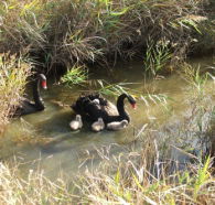 Tamar Island Wetlands Reserve and Interpretation Centre - Grafton Accommodation