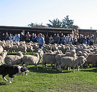 Curringa Farm - Accommodation and Farm Tours - Grafton Accommodation