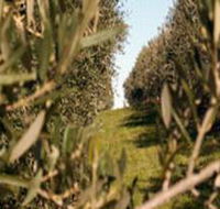 Evilo Estate