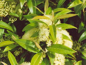 Tumbeela Native Bushfoods - Grafton Accommodation 0