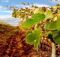 Mirabella Vineyards - Grafton Accommodation
