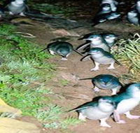 Penneshaw Penguin Centre - Grafton Accommodation