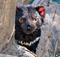 Trowunna Wildlife Sanctuary - Grafton Accommodation