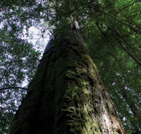 Styx Big Tree Reserve - Grafton Accommodation