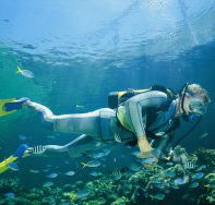 Kirra Reef Dive Site