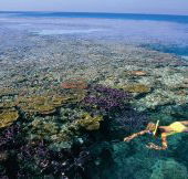 Split Bommie Dive Site - Grafton Accommodation