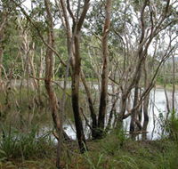 Mount Rooper Circuit and Swamp Bay Track - Grafton Accommodation