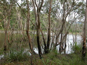 Mount Rooper Circuit And Swamp Bay Track - Grafton Accommodation 0