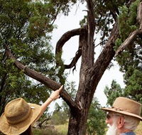 Charleville - Outback Native Timber Walk - Grafton Accommodation