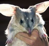 Charleville - Bilby Experience - Grafton Accommodation