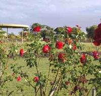 Elizabeth Park Rose Gardens