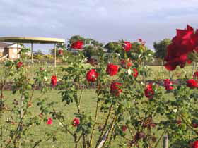 Elizabeth Park Rose Gardens - Grafton Accommodation 0