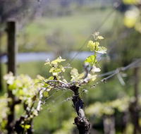Elan Vineyard and Winery