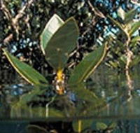 Jawbone Marine Sanctuary - Grafton Accommodation