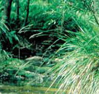 Lerderderg State Park - Grafton Accommodation