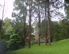 Mount Dandenong Arboretum - Grafton Accommodation 0