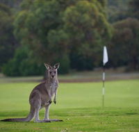 Anglesea Golf Club - Grafton Accommodation