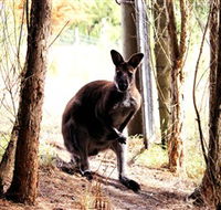 Great Ocean Road Wildlife Park - Grafton Accommodation