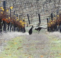 Blue Pyrenees Estate - Grafton Accommodation